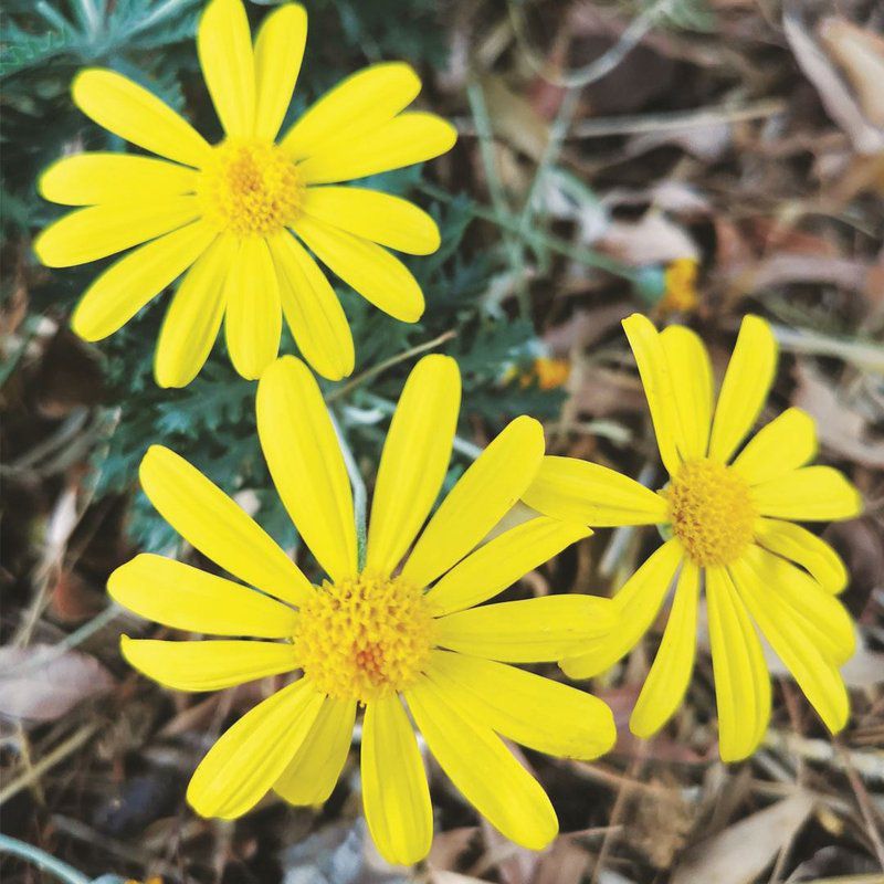 Annie S Inn Williston Northern Cape South Africa Daisy, Flower, Plant, Nature