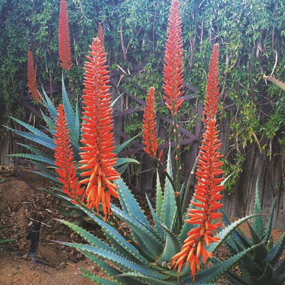 Annie S Inn Williston Northern Cape South Africa Plant, Nature