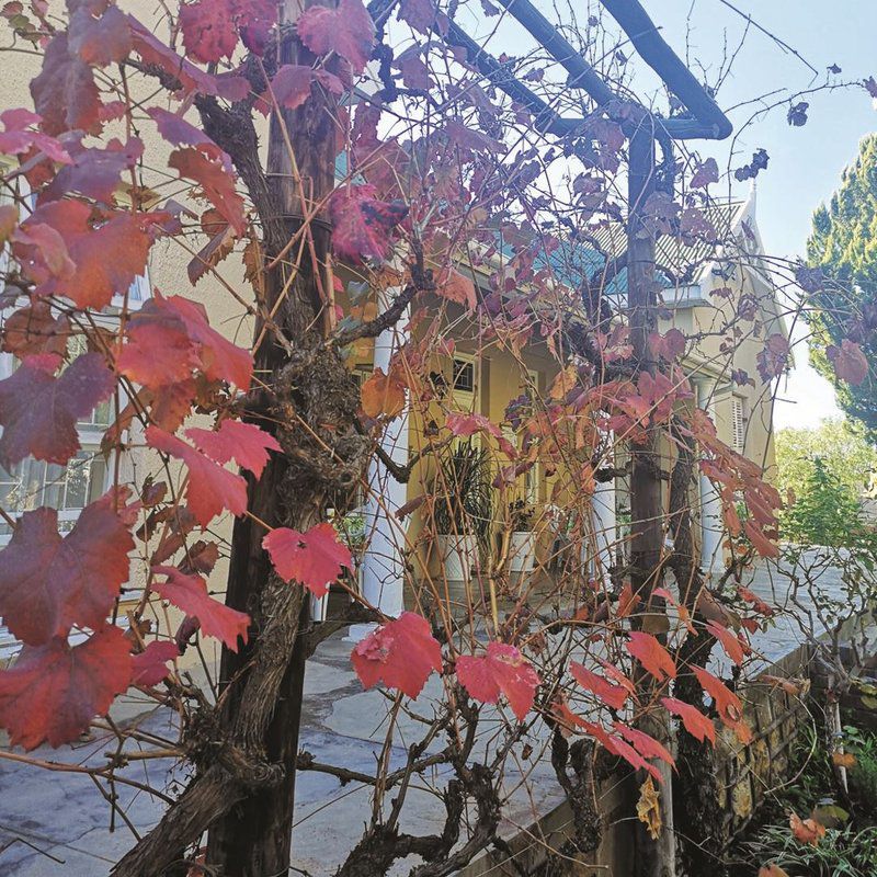 Annie S Inn Williston Northern Cape South Africa Leaf, Plant, Nature, Tree, Wood, Autumn