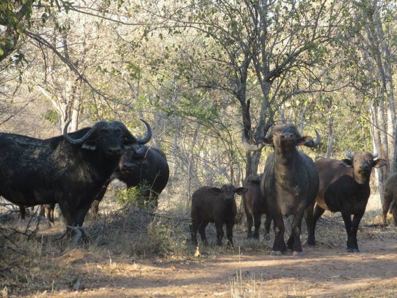 Anro Safaris Bush Camp Lephalale Ellisras Limpopo Province South Africa Bison, Mammal, Animal, Herbivore, Water Buffalo