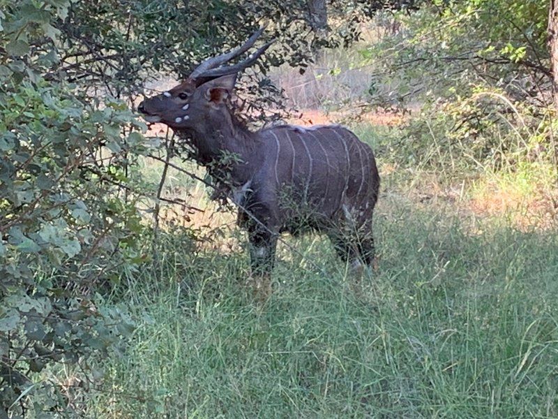 Anro Safaris Bush Camp Lephalale Ellisras Limpopo Province South Africa Unsaturated, Animal