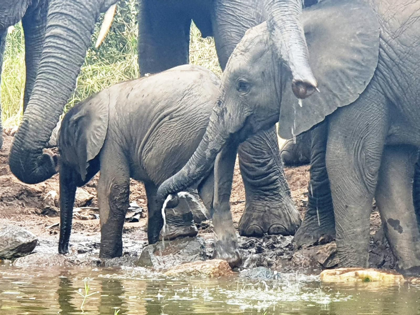 Antares Bush Camp & Umgede Hide, Elephant, Mammal, Animal, Herbivore