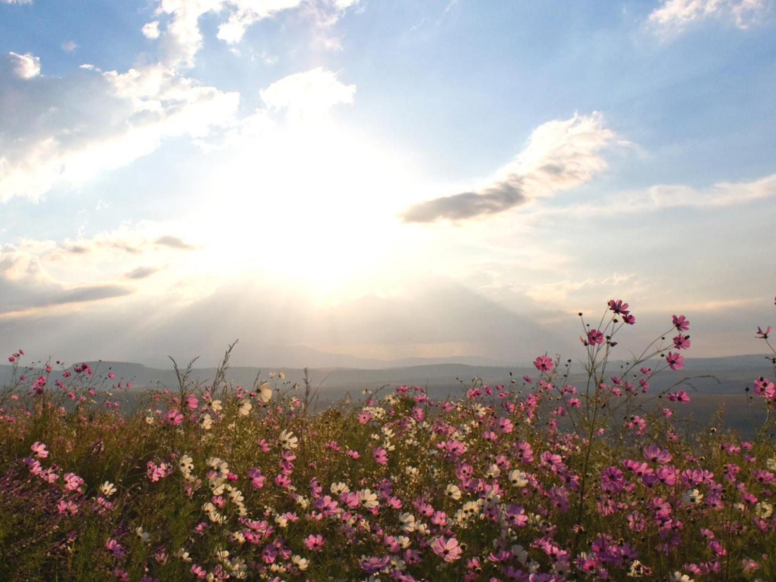 Antbear Lodge, Field, Nature, Agriculture, Flower, Plant, Sky, Sunset