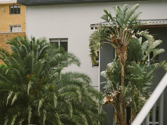 Antrim House By Antrim Collection Three Anchor Bay Cape Town Western Cape South Africa Balcony, Architecture, House, Building, Palm Tree, Plant, Nature, Wood