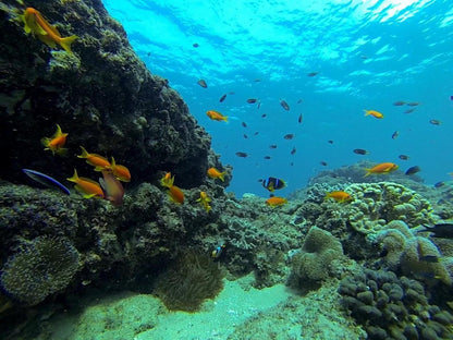 Anvil Bay, Nature, Reef