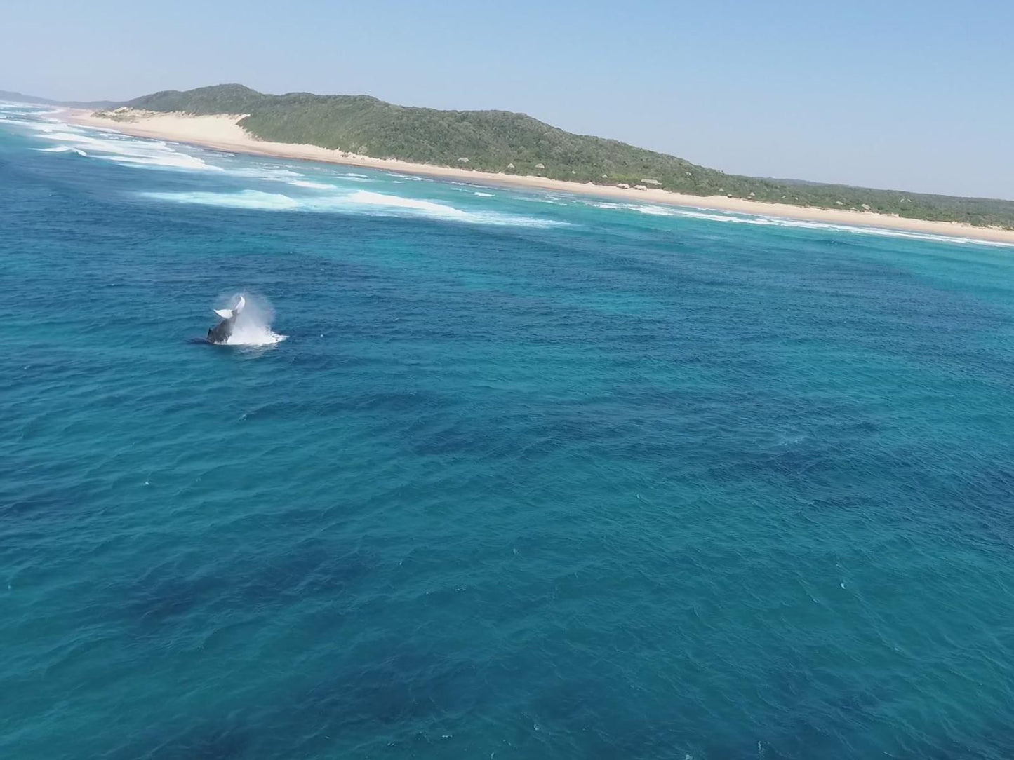 Anvil Bay, Beach, Nature, Sand, Whale, Marine Animal, Animal, Ocean, Waters