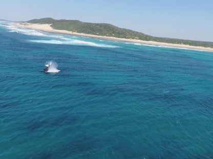 Anvil Bay, Beach, Nature, Sand, Whale, Marine Animal, Animal, Ocean, Waters