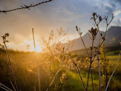 Appelsbosch Guest House Swellendam Western Cape South Africa Bokeh, Nature