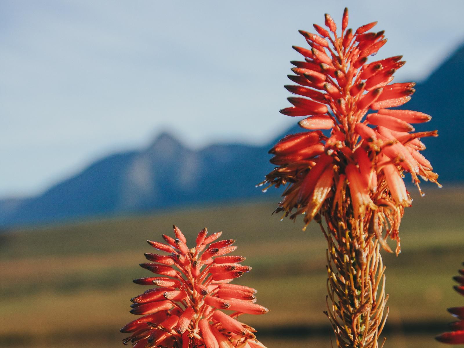 Appelsbosch Guest House Swellendam Western Cape South Africa Complementary Colors, Plant, Nature