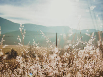 Appelsbosch Guest House Swellendam Western Cape South Africa Field, Nature, Agriculture, Bokeh