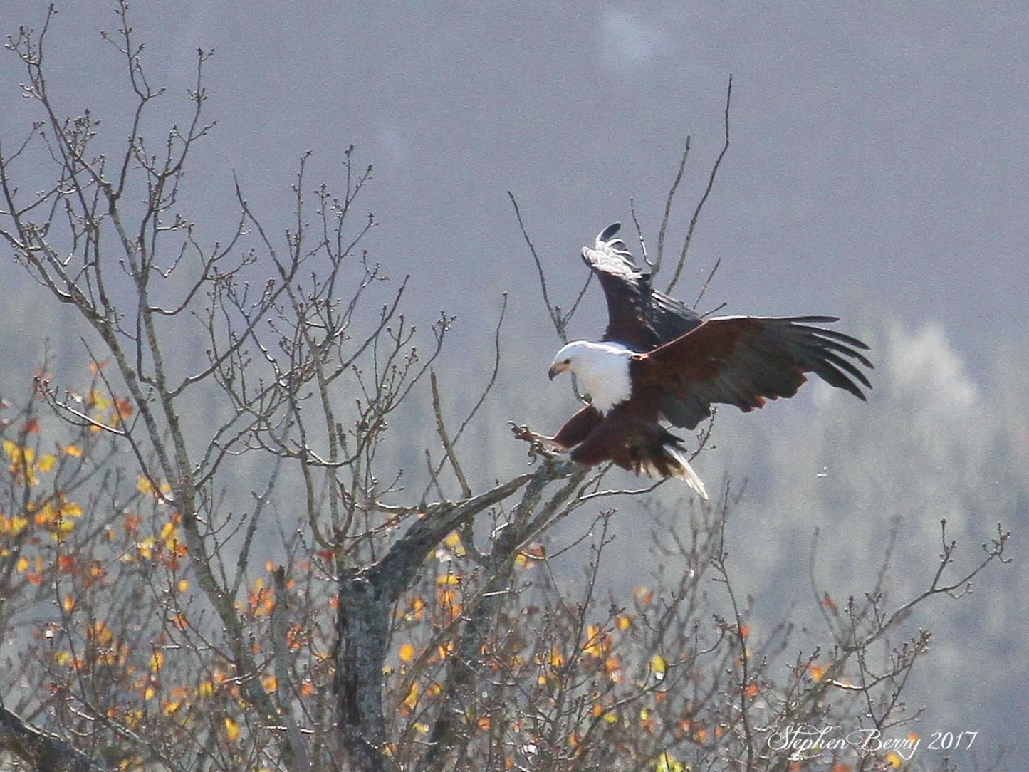 Appelsbosch Guest House Swellendam Western Cape South Africa Unsaturated, Eagle, Bird, Animal, Predator