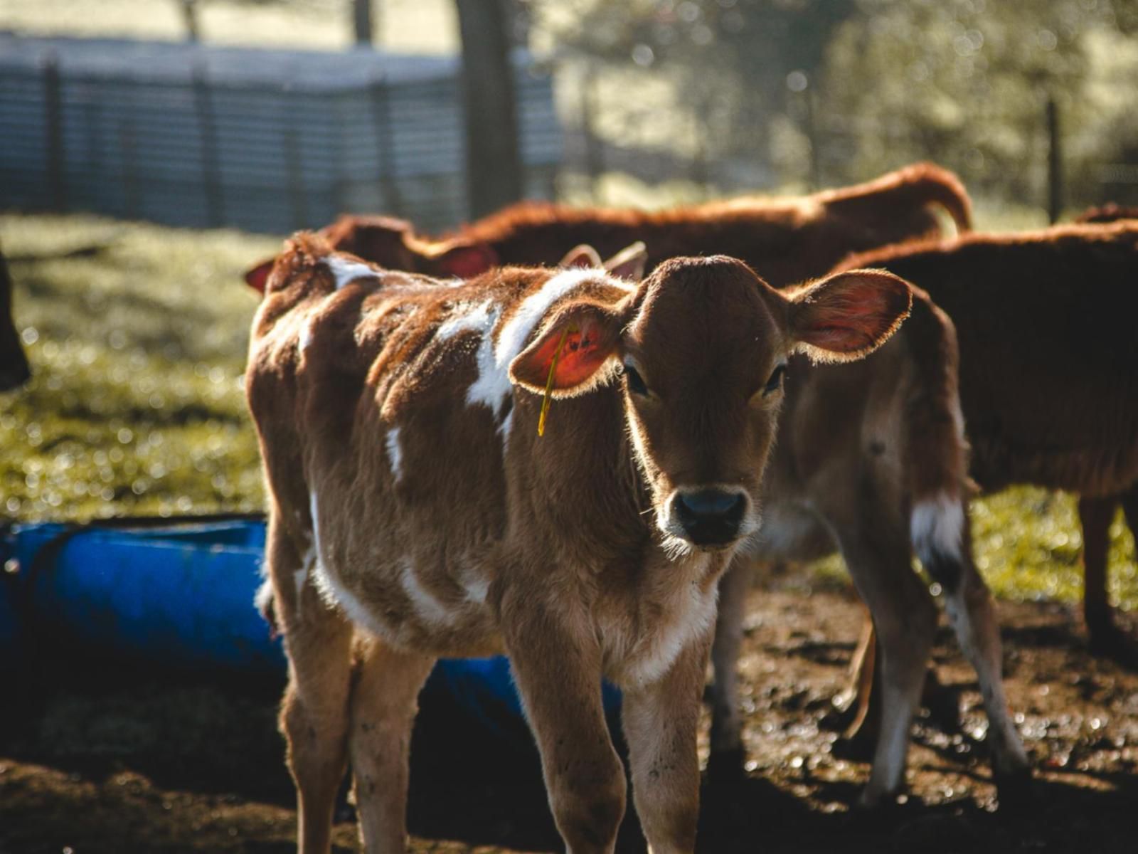 Appelsbosch Guest House Swellendam Western Cape South Africa Cow, Mammal, Animal, Agriculture, Farm Animal, Herbivore