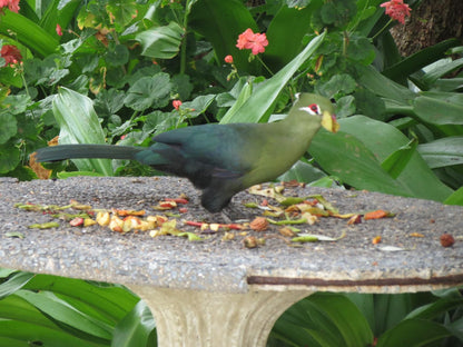 Applebee Guest Cottages, Bird, Animal