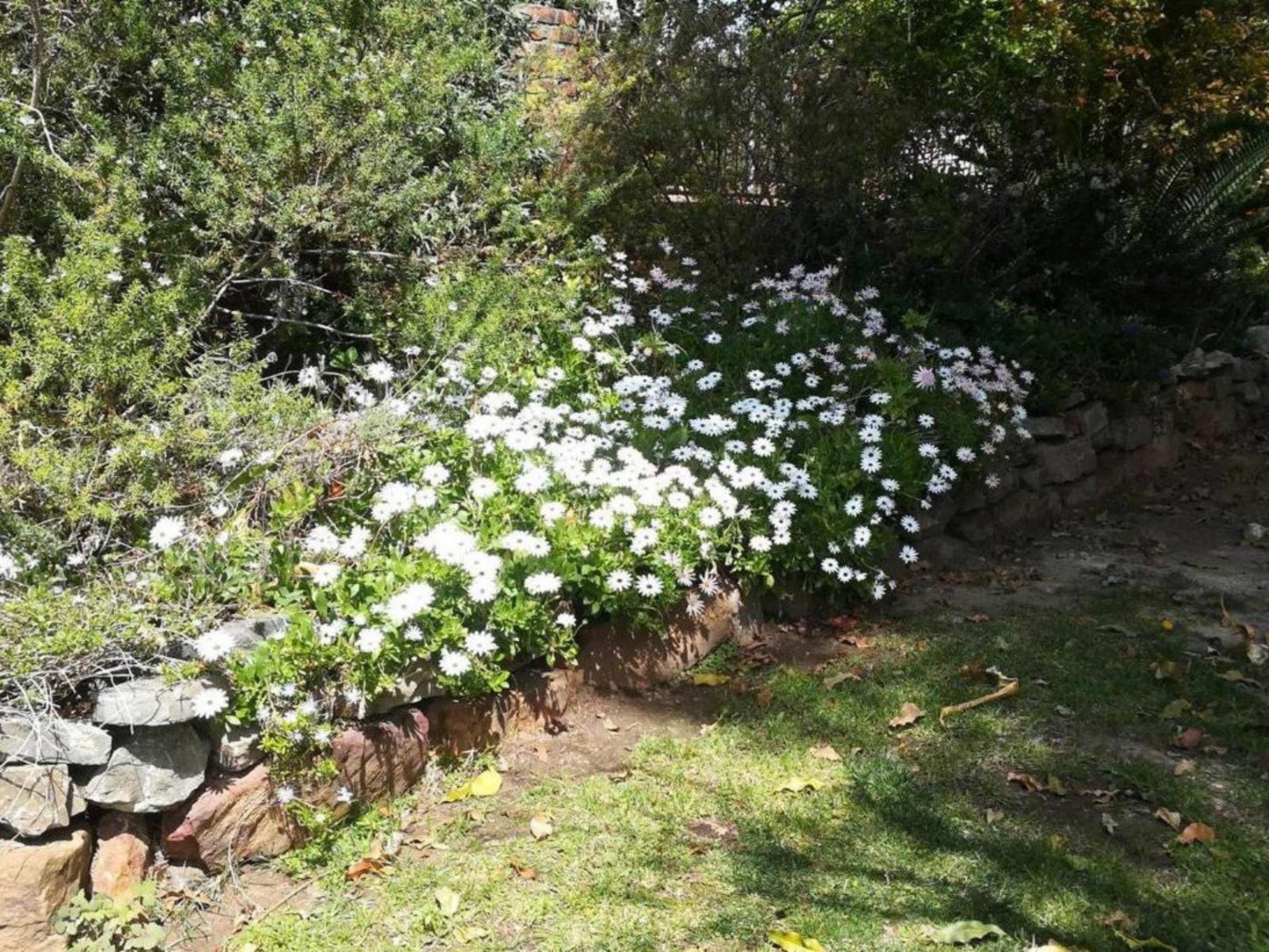 Applebee Guest Cottages, Blossom, Plant, Nature, Flower, Meadow, Garden