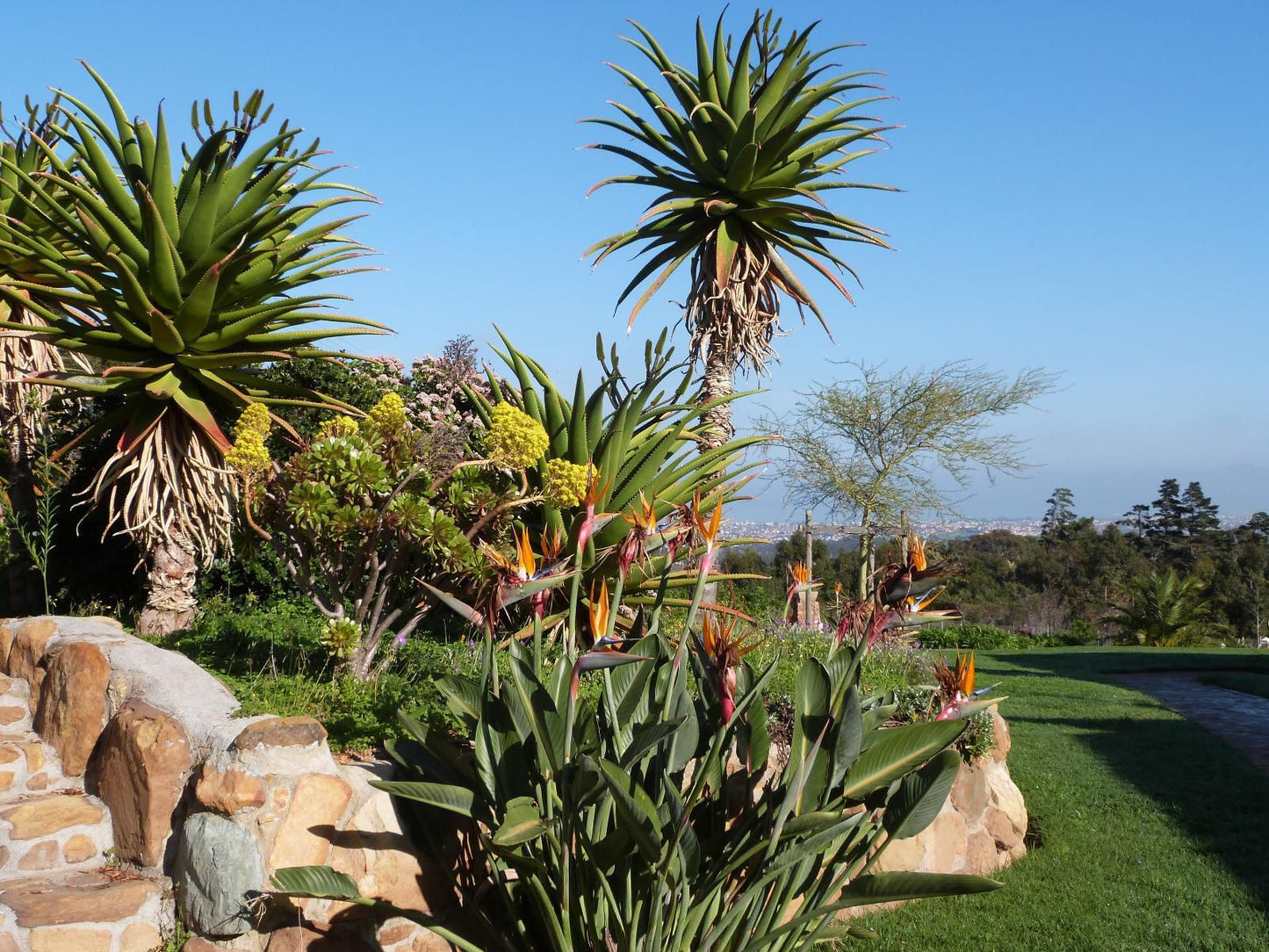 Apricot Gardens Boutique Guest House Gordons Bay Western Cape South Africa Complementary Colors, Palm Tree, Plant, Nature, Wood, Garden