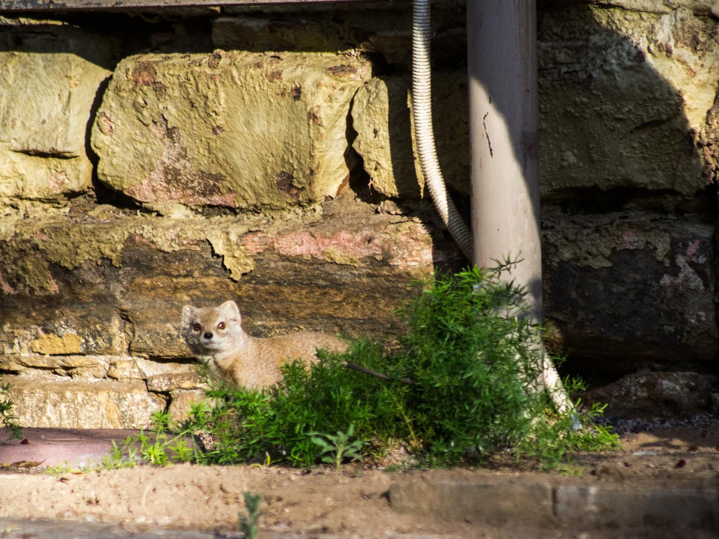 Aps Guesthouse, Cat, Mammal, Animal, Pet, Ruin, Architecture, Wall