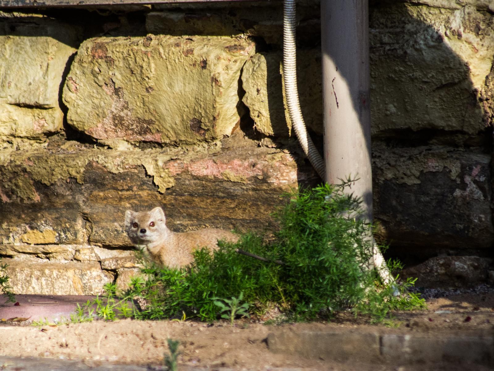 Aps Guesthouse, Cat, Mammal, Animal, Pet, Ruin, Architecture, Wall