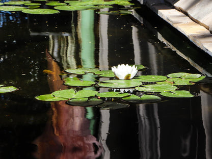 Aps Guesthouse, Plant, Nature