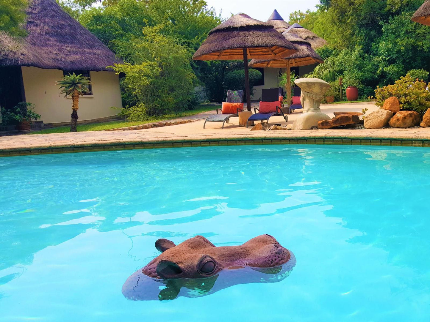 Aquanzi Lodge Chartwell Johannesburg Gauteng South Africa Complementary Colors, Animal, Swimming Pool
