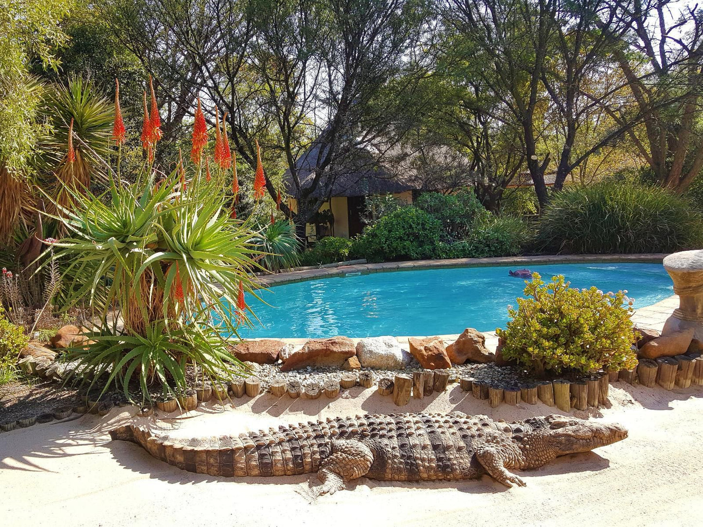 Aquanzi Lodge Chartwell Johannesburg Gauteng South Africa Reptile, Animal, Swimming Pool