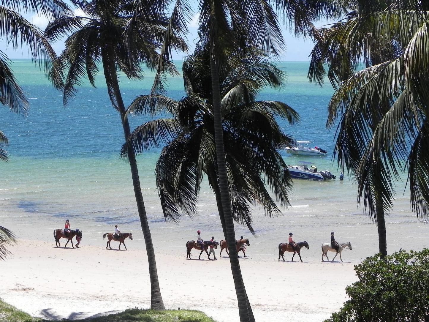 Archipelago Resort, Beach, Nature, Sand, Island, Palm Tree, Plant, Wood, Ocean, Waters