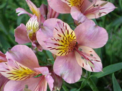 Ard Lui Bandb Bulwer Kwazulu Natal South Africa Complementary Colors, Blossom, Plant, Nature, Flower, Lily