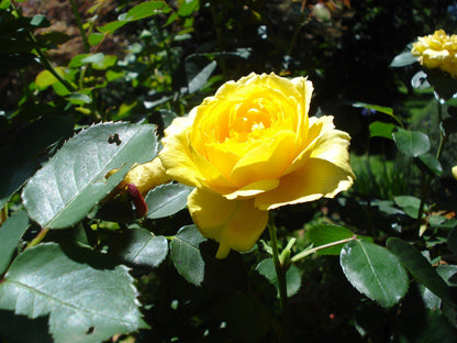 Ard Lui Bandb Bulwer Kwazulu Natal South Africa Flower, Plant, Nature, Rose