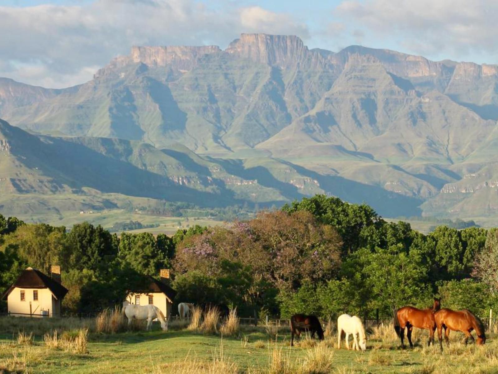 Ardmore Guest Farm Bergview Kwazulu Natal South Africa 