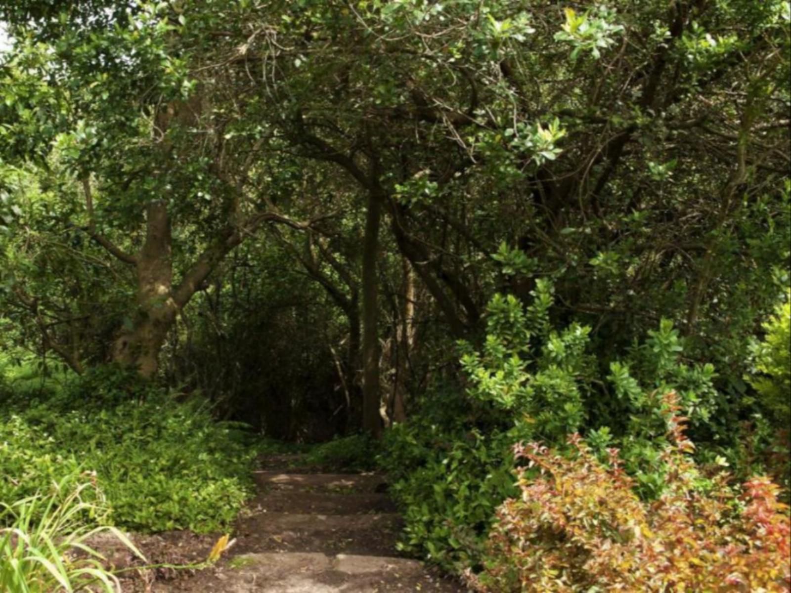 Arendsrus Country Lodge George Western Cape South Africa Forest, Nature, Plant, Tree, Wood