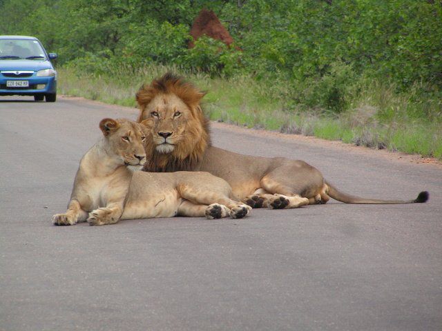 Arimagham Guest House Phalaborwa Limpopo Province South Africa Lion, Mammal, Animal, Big Cat, Predator, Car, Vehicle