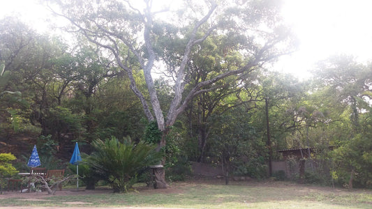 Arimagham Guest House Phalaborwa Limpopo Province South Africa Unsaturated, Palm Tree, Plant, Nature, Wood, Tree
