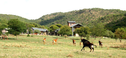 Arotin Game Lodge Brits North West Province South Africa Animal