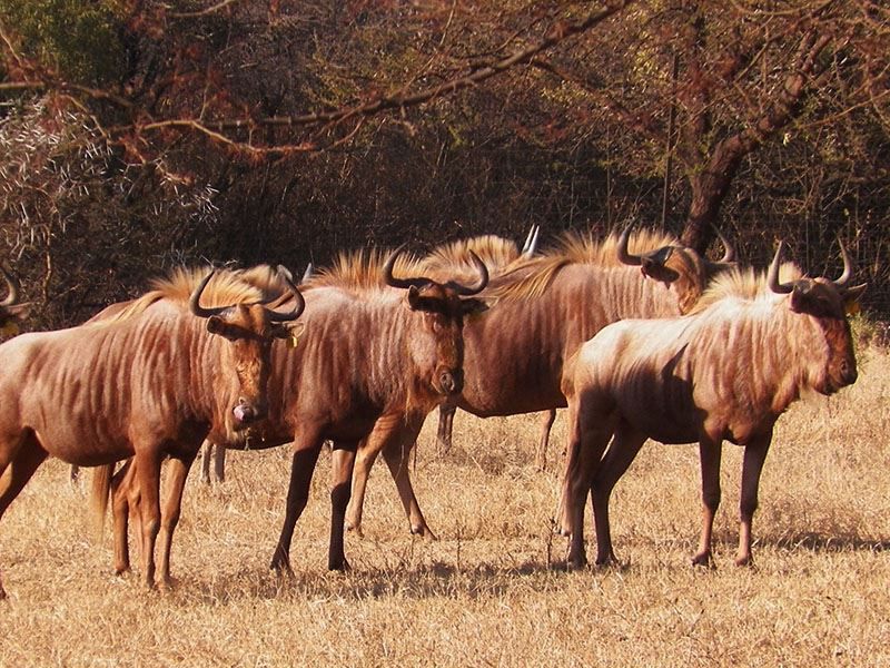 Arotin Game Lodge Brits North West Province South Africa Gnu, Mammal, Animal, Herbivore