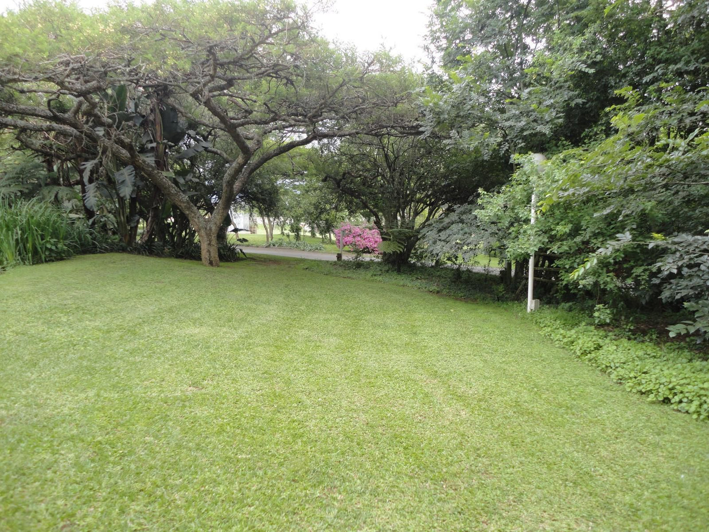 Ascot Inn, Plant, Nature, Tree, Wood, Garden