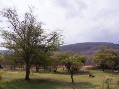 Asdia Wild, Tree, Plant, Nature, Wood