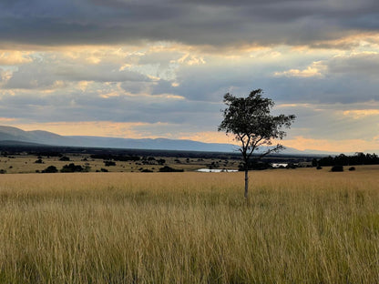 Asdia Wild, Lowland, Nature