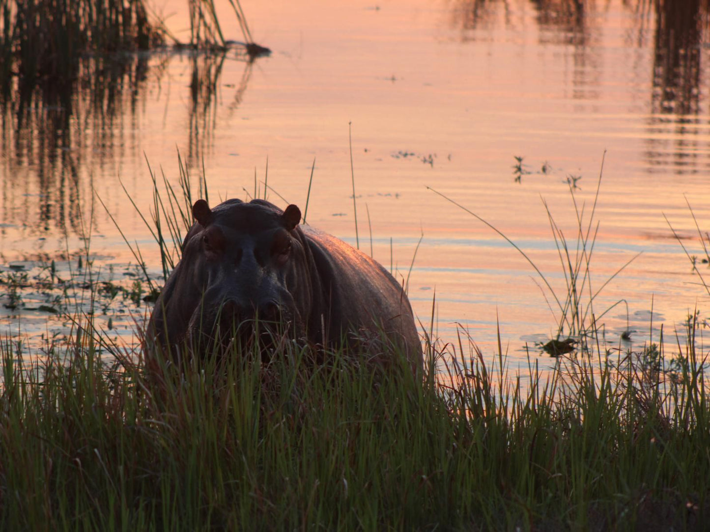 Asdia Wild, Hippo, Mammal, Animal, Herbivore