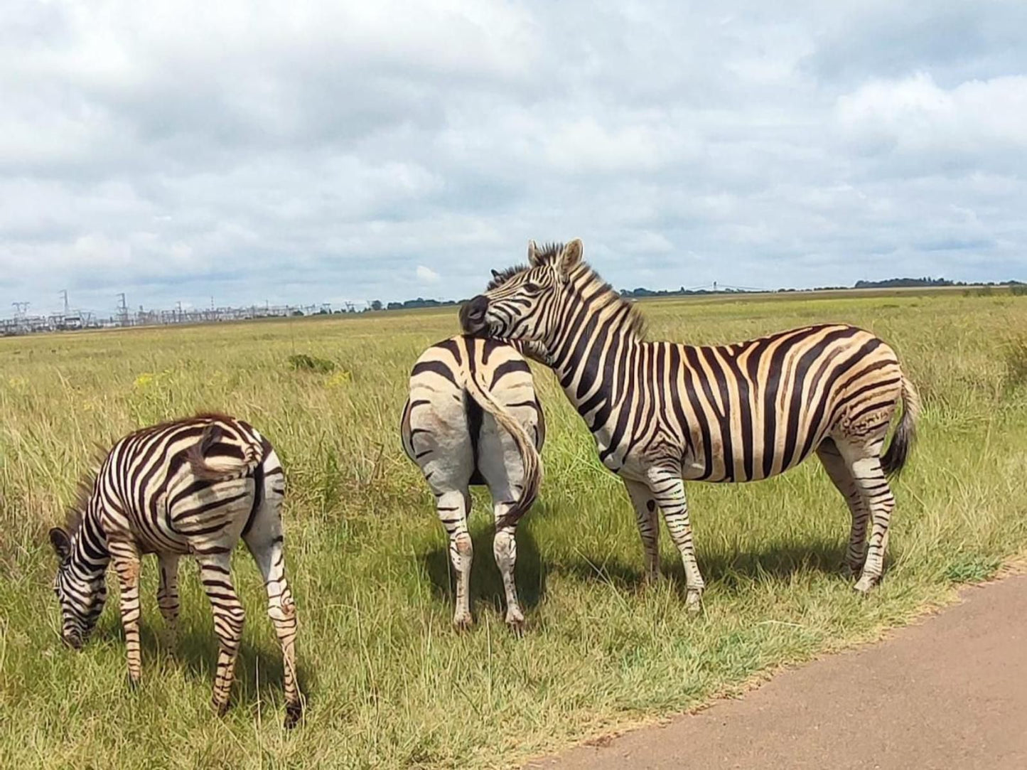 Asdia Wild, Zebra, Mammal, Animal, Herbivore