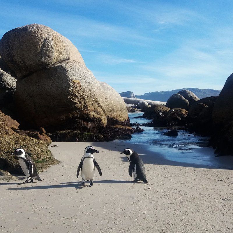 A Seaside Place Long Beach Kommetjie Cape Town Western Cape South Africa Penguin, Bird, Animal, Beach, Nature, Sand