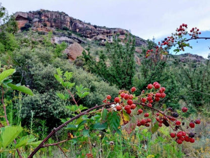 Ashaanas, Nature