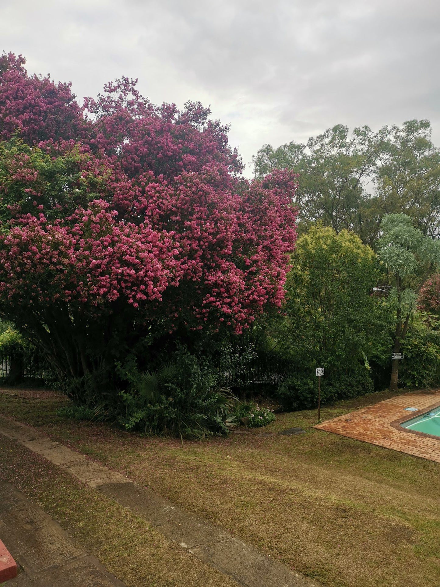 Ashtonville Terraces Guest House Estcourt Kwazulu Natal South Africa Blossom, Plant, Nature, Garden