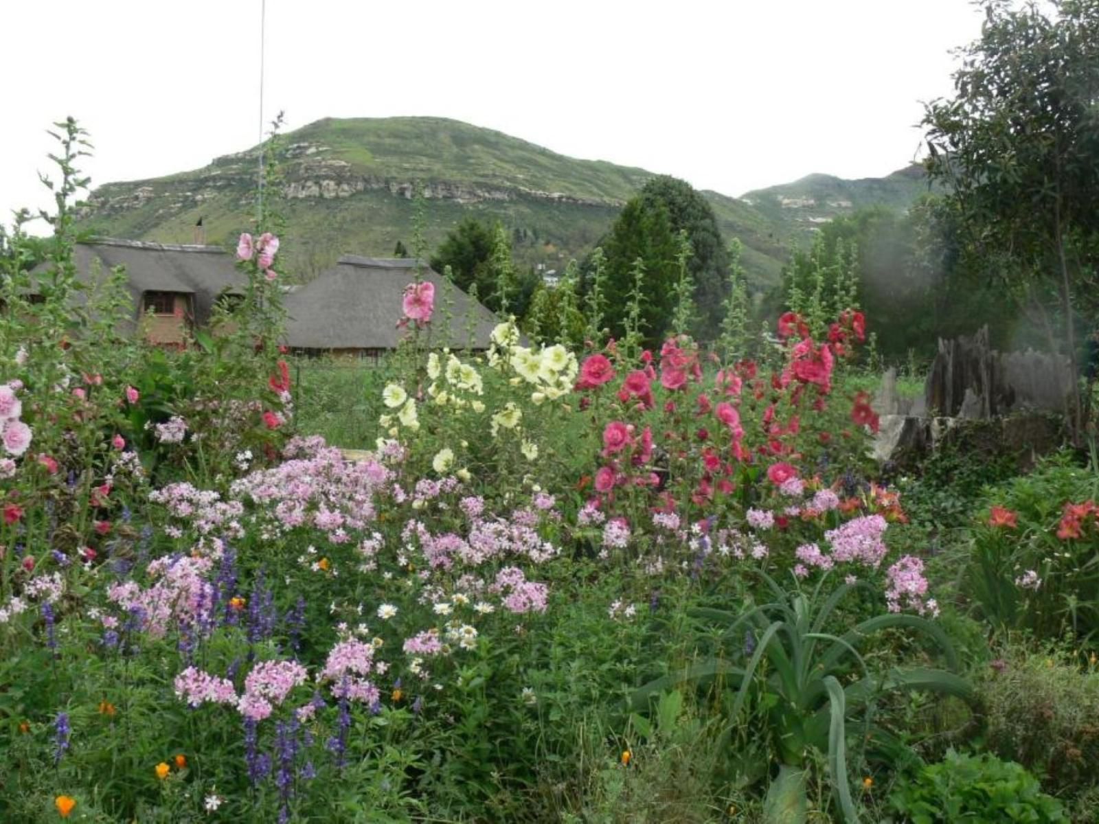 Aspen Guest House Clarens Free State South Africa Flower, Plant, Nature, Meadow, Mountain, Garden, Highland