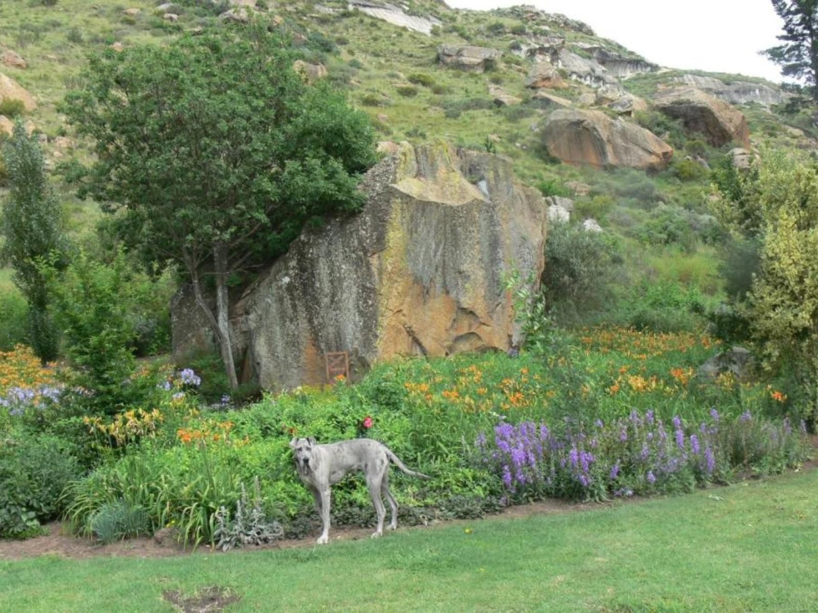 Aspen Guest House Clarens Free State South Africa Garden, Nature, Plant