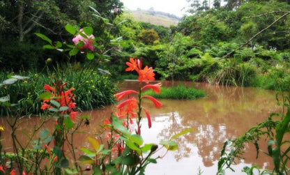 Assagay Lodge Assagay Durban Kwazulu Natal South Africa River, Nature, Waters, Tree, Plant, Wood, Garden