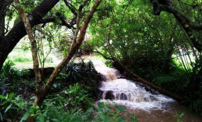 Assagay Lodge Assagay Durban Kwazulu Natal South Africa Forest, Nature, Plant, Tree, Wood, River, Waters, Waterfall