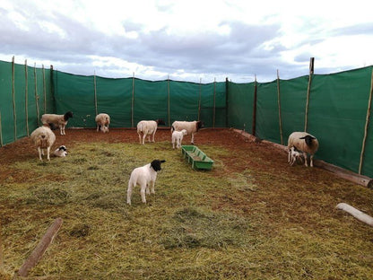 Assendelft Lodge And Bush Camp Prince Albert Western Cape South Africa Sheep, Mammal, Animal, Agriculture, Farm Animal, Herbivore