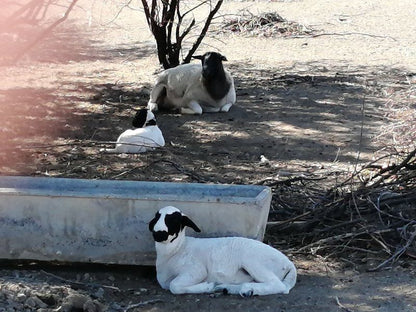 Assendelft Lodge And Bush Camp Prince Albert Western Cape South Africa Dog, Mammal, Animal, Pet