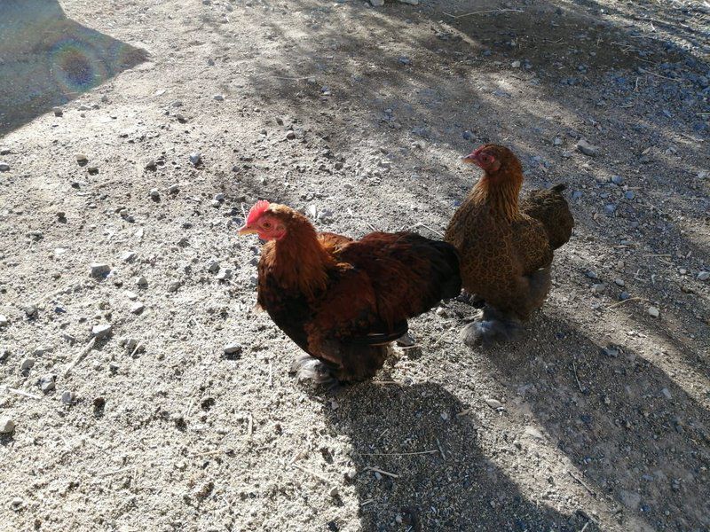 Assendelft Lodge And Bush Camp Prince Albert Western Cape South Africa Unsaturated, Chicken, Bird, Animal, Agriculture, Farm Animal