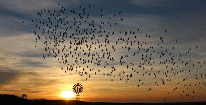 Assendelft Lodge And Bush Camp Prince Albert Western Cape South Africa Bird, Animal, Silhouette, Sky, Nature, Sunset