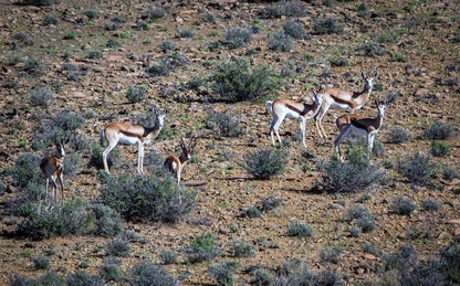 Assendelft Lodge And Bush Camp Prince Albert Western Cape South Africa Animal, Desert, Nature, Sand